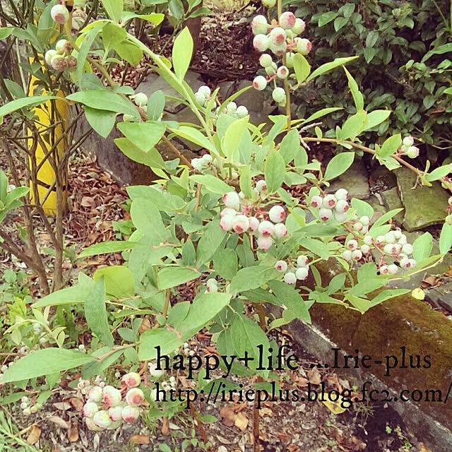 Irie-plusさんの実例写真