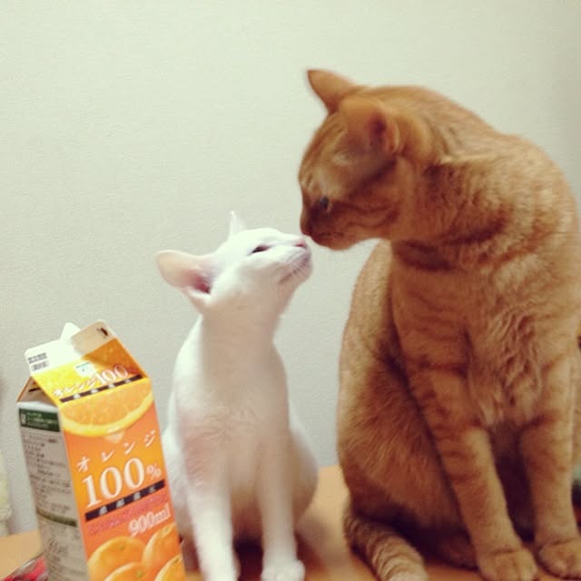 Tomoさんの実例写真