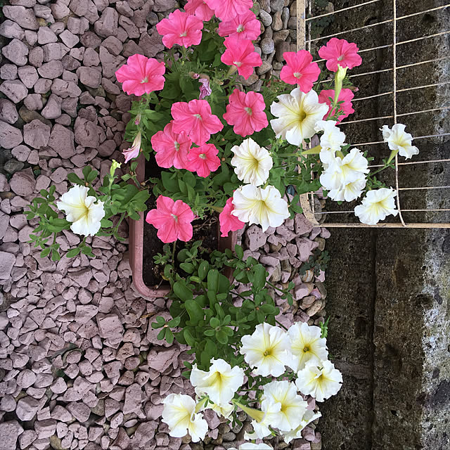 smilelifeさんの実例写真