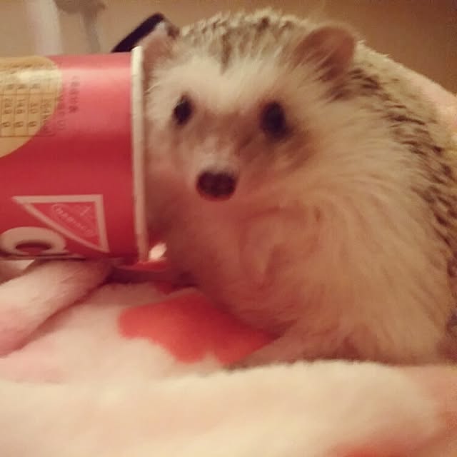 kuruさんの実例写真
