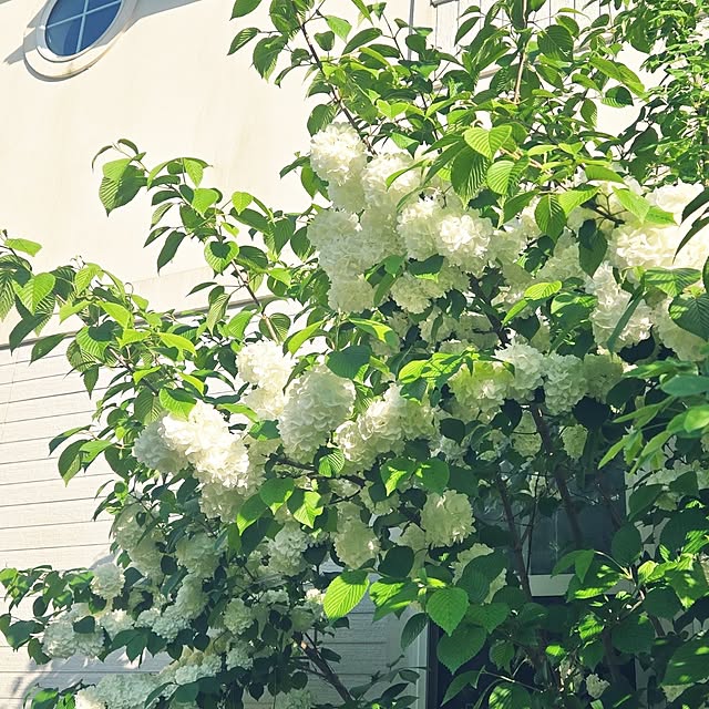 tulipさんの実例写真