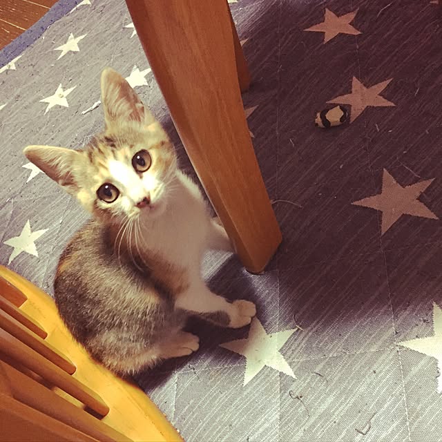 vivienne.coco-keiさんの実例写真