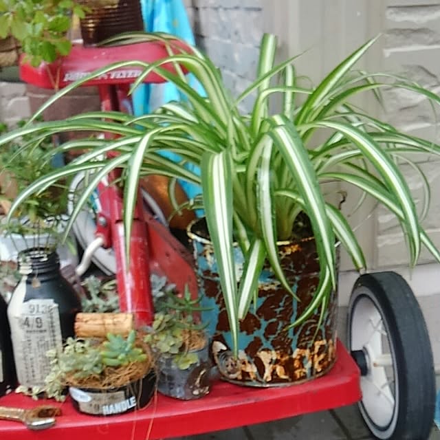 11wksさんの実例写真