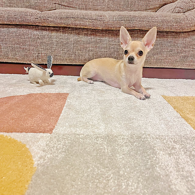 star..さんの部屋
