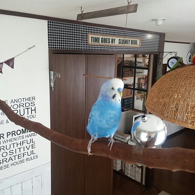 opiopiopiさんの実例写真
