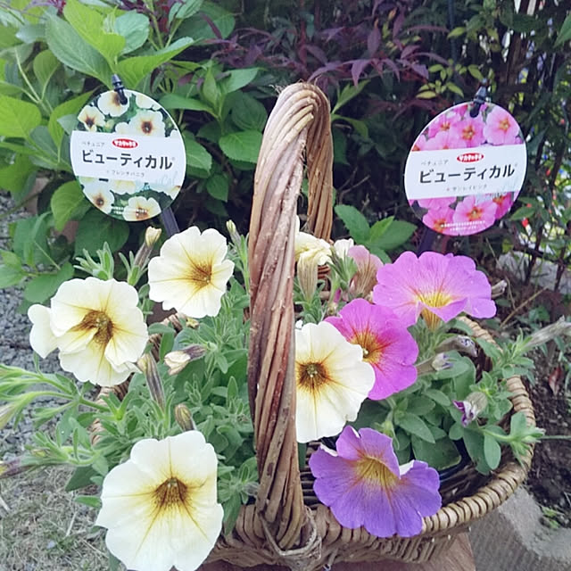 aikkoさんの実例写真