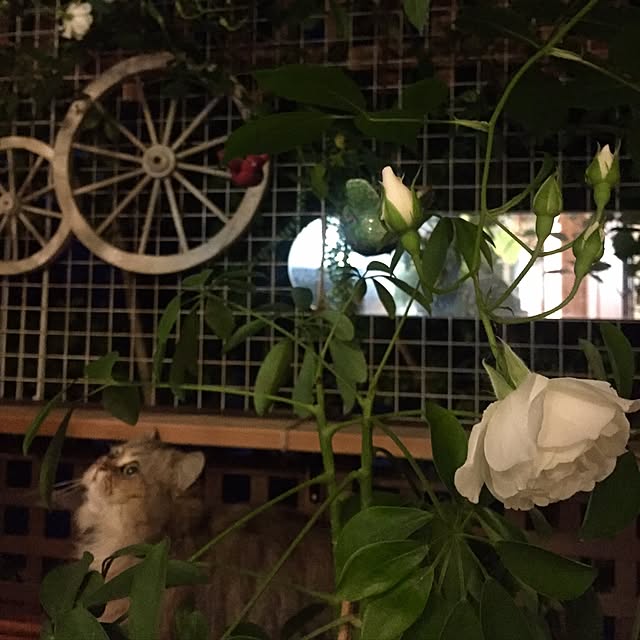 butachanさんの実例写真