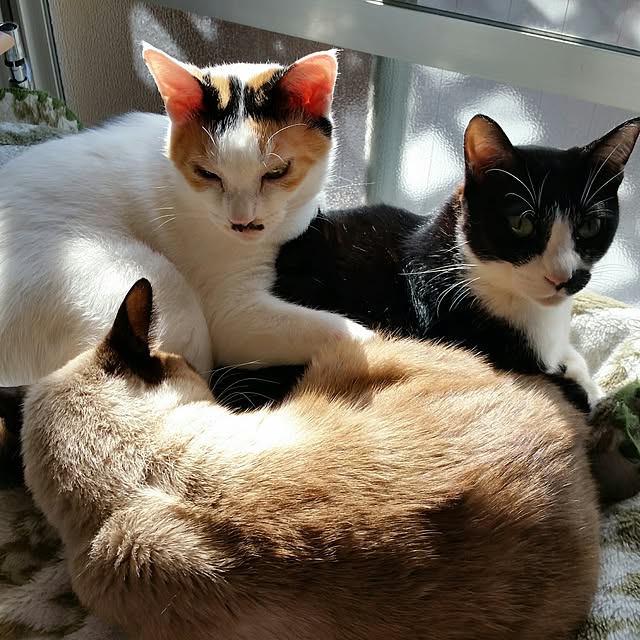 chatnoirさんの実例写真