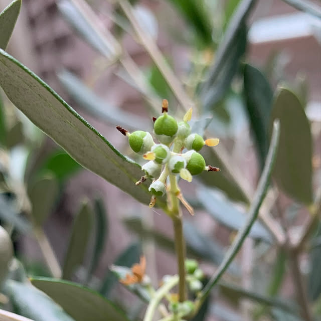 オリーブの実/グリーンのある暮らし/観葉植物/おうち花/マンションベランダガーデン...などのインテリア実例 - 2021-05-26 19:51:03