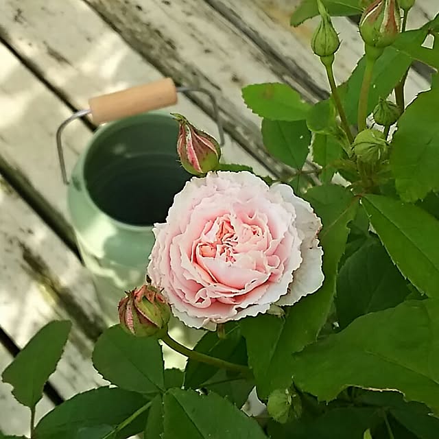 s.mamaさんの実例写真