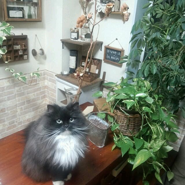 mucc08さんの実例写真