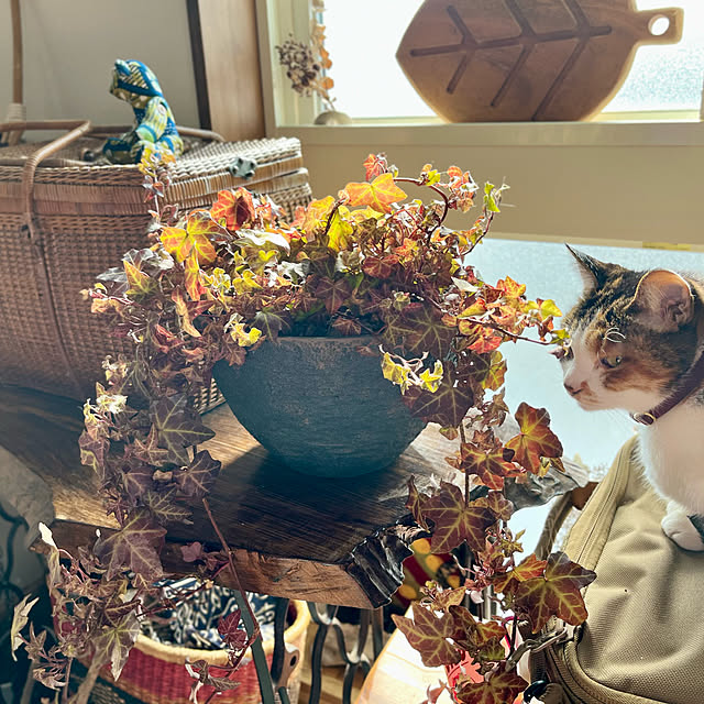 Maruさんの実例写真
