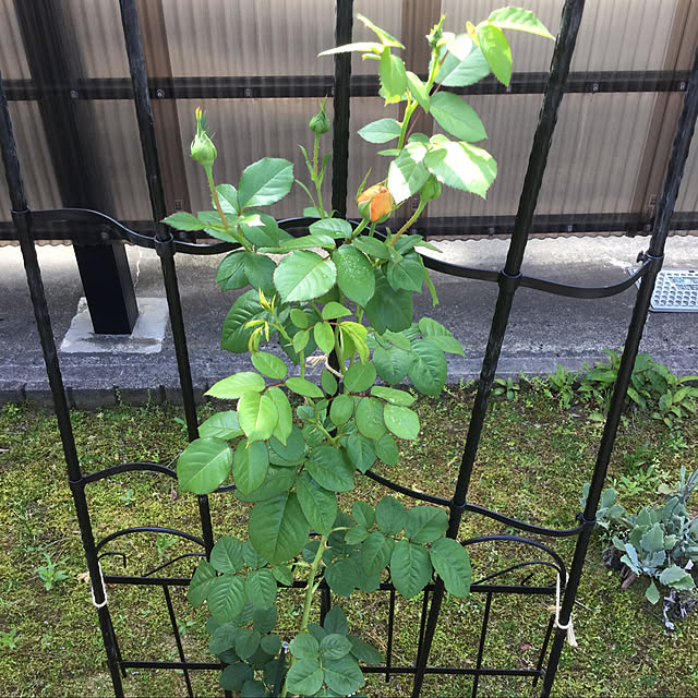 kakoさんの実例写真
