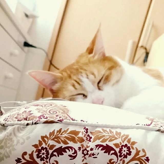 MISTさんの実例写真