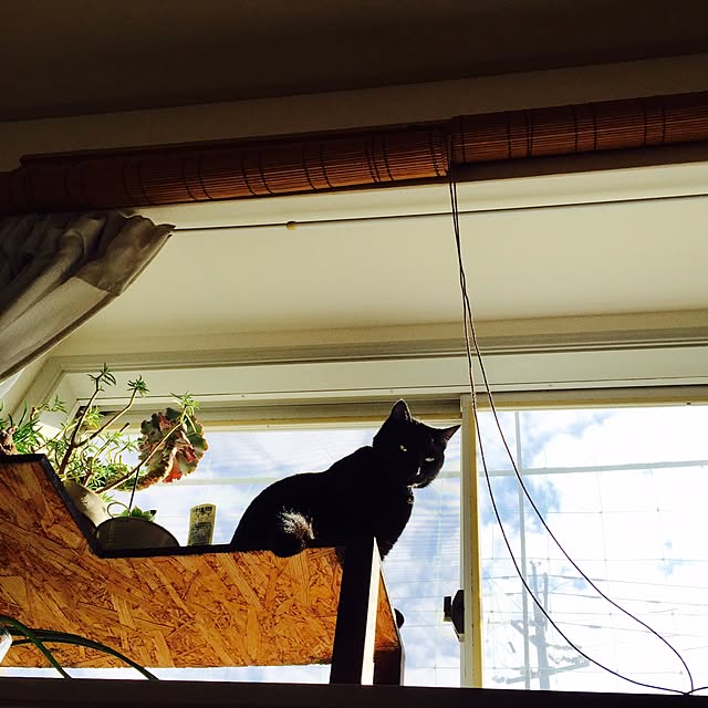 alcalinekoさんの実例写真