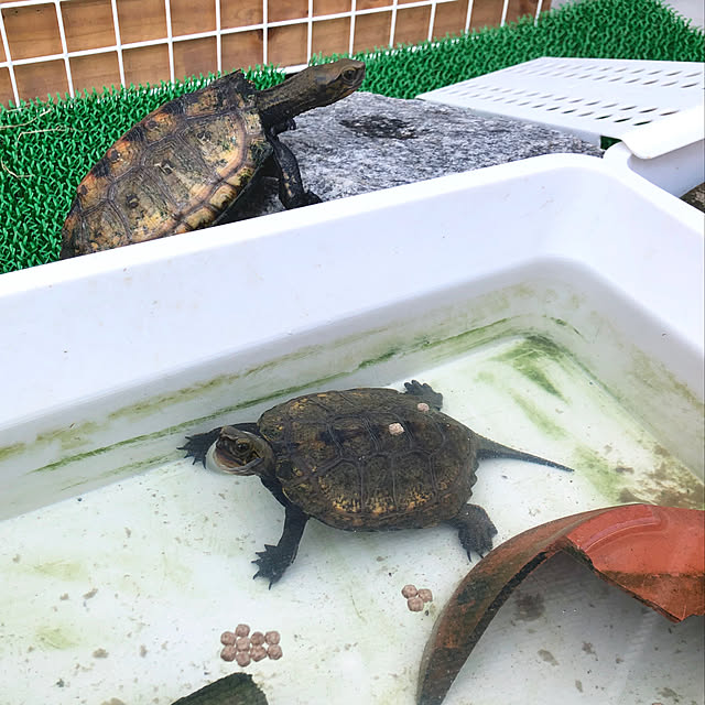 ayayayayaさんの実例写真