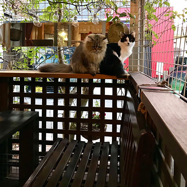 butachanさんの実例写真