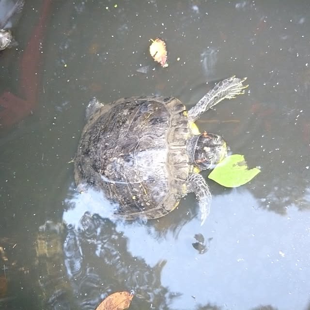 Hiroshiさんの実例写真