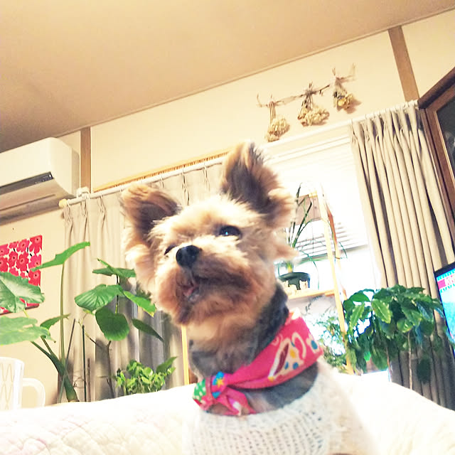 chiikokunさんの実例写真