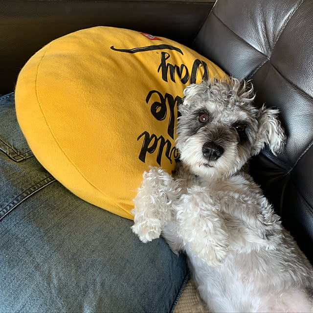 shouさんの実例写真