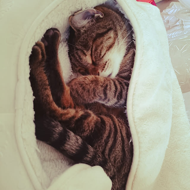 lilyさんの実例写真