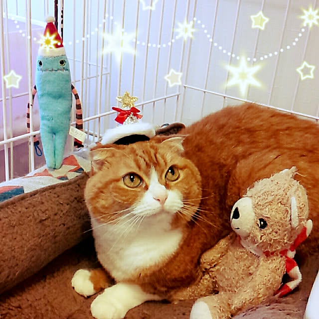 kumingさんの実例写真