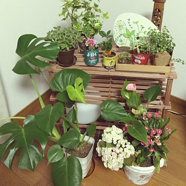 リビング/100均/一人暮らし/観葉植物/多肉植物のインテリア実例 - 2015-06-02 22:39:30