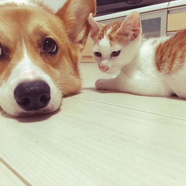 terumi.724さんの実例写真
