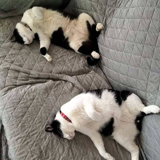 nikoさんの実例写真