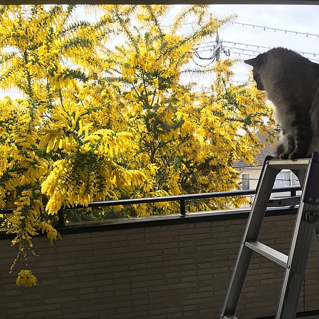 kazaneさんの実例写真