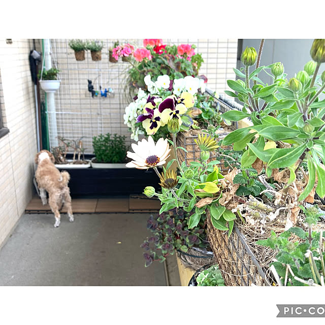 marukoさんの実例写真