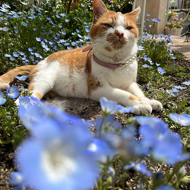 sakuraさんの実例写真