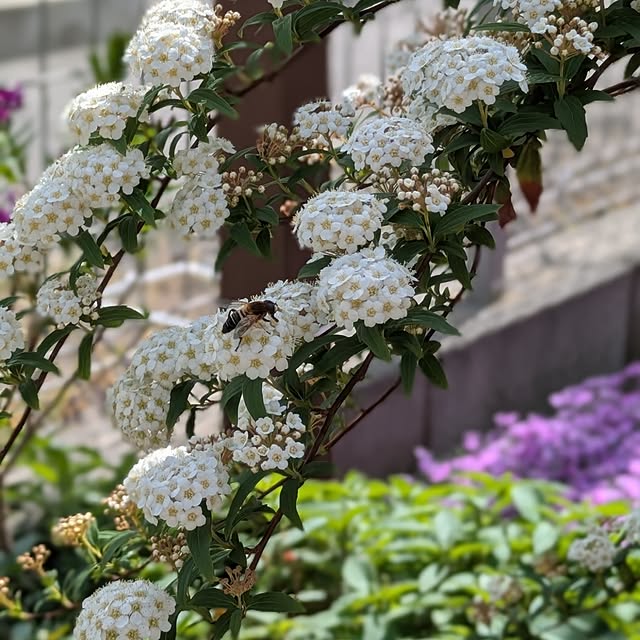 naoさんの実例写真