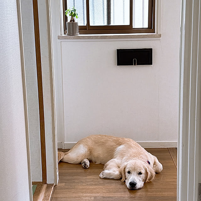 y.frvr.ks-lvyuiさんの実例写真