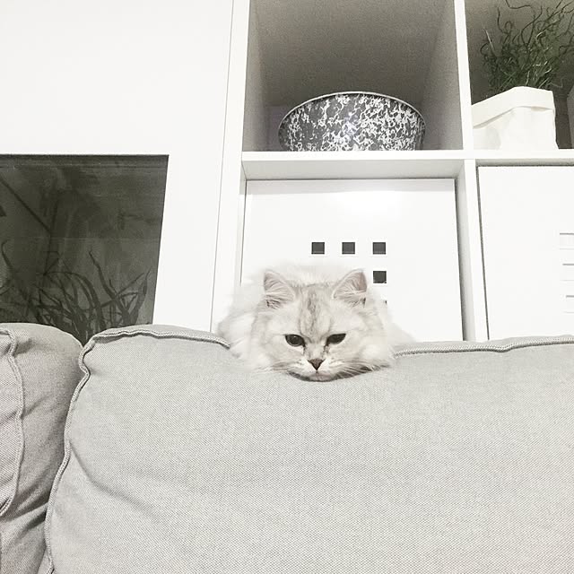 cocoさんの実例写真