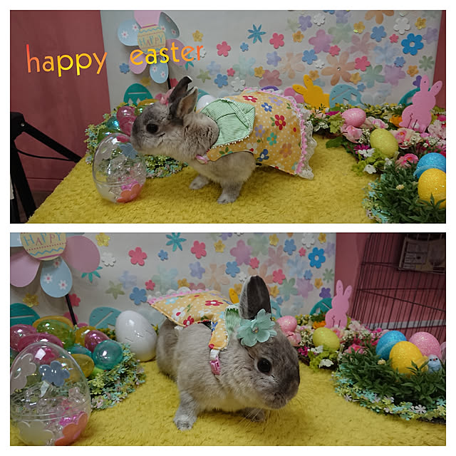 yokomokoさんの実例写真
