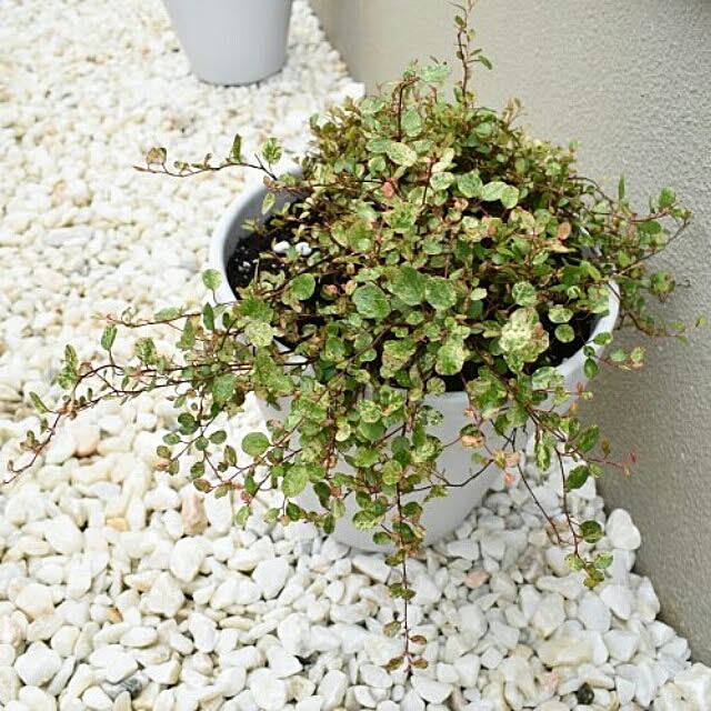 cam_rioさんの実例写真