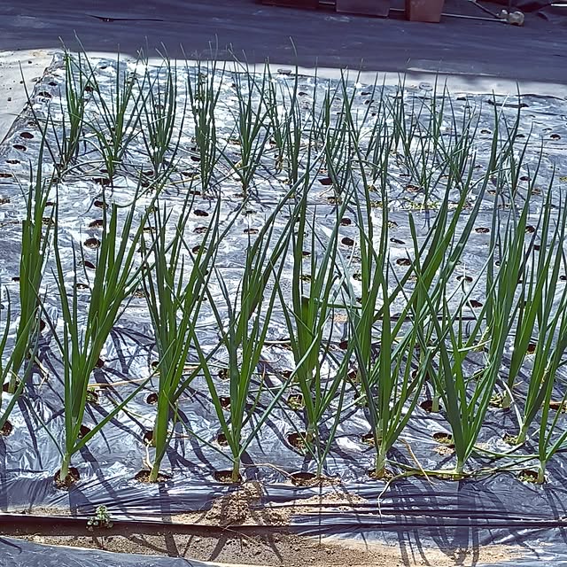 hiro.904さんの実例写真