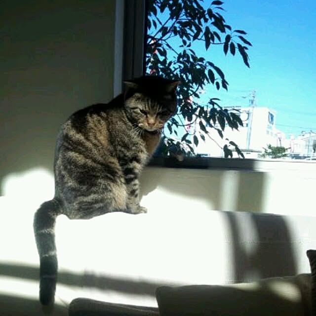coconana165さんの実例写真