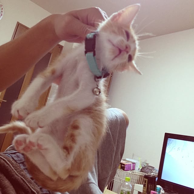 実例写真