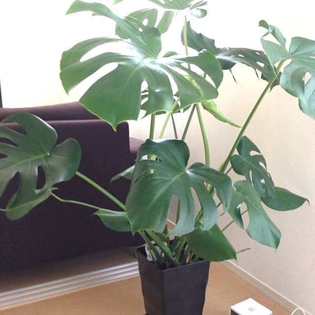 yoriru_chanさんの実例写真