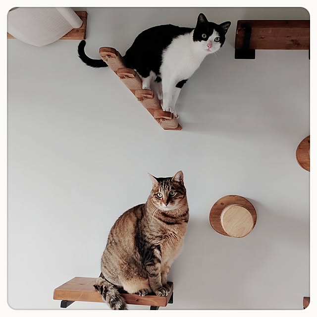 壁/天井/キャットタワー/キャットウォーク/キャットステップ/リノベーション...などのインテリア実例 - 2024-04-28 05:11:08