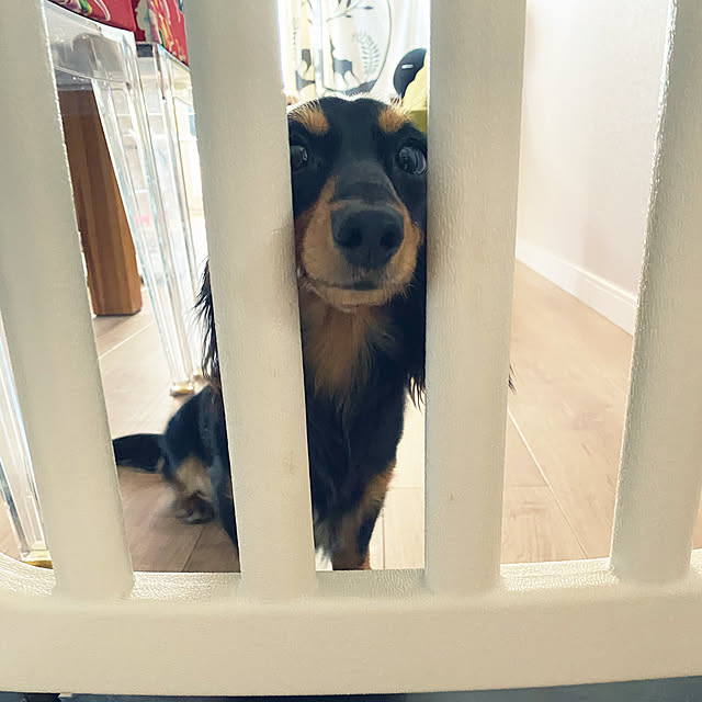 uninekoさんの実例写真