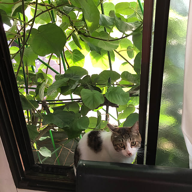 arayanさんの実例写真