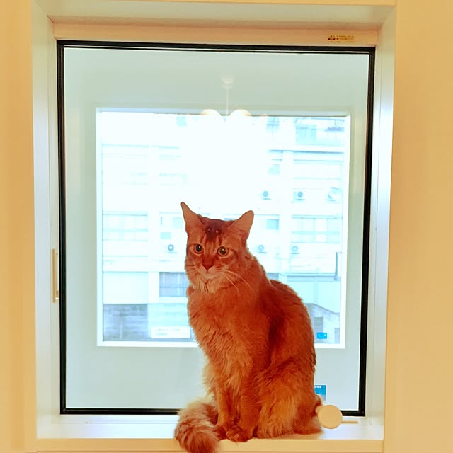 sakineko528さんの実例写真