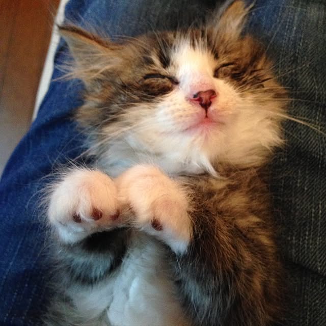 fuuさんの実例写真