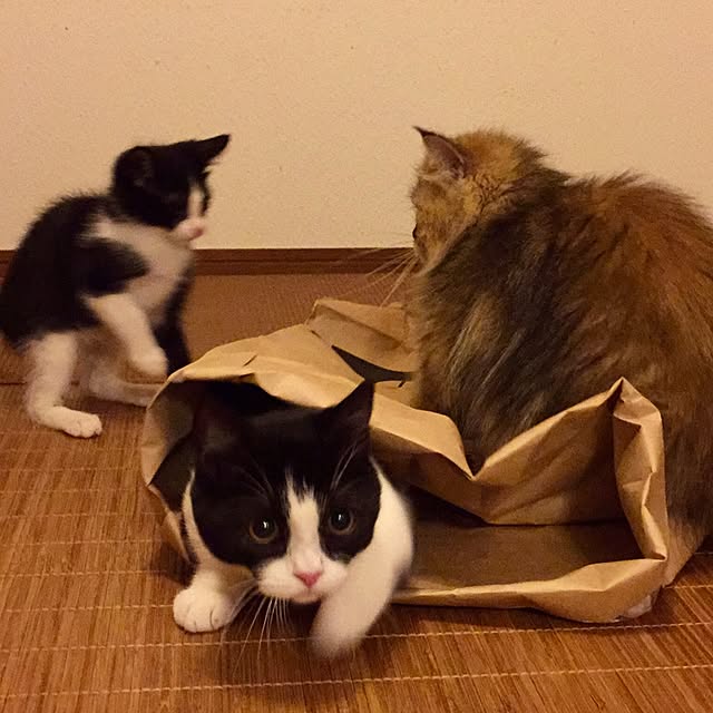 butachanさんの実例写真