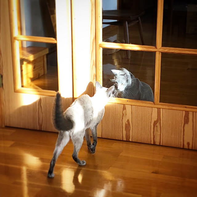 mujinekoさんの実例写真