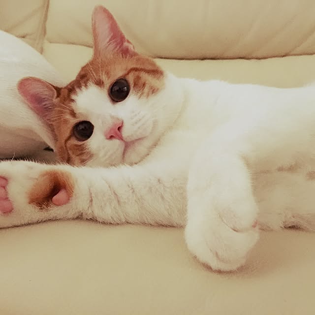 kaihazuさんの実例写真