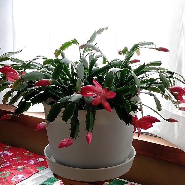 makayokoさんの実例写真